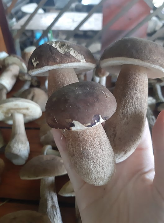 hríb dubový Boletus reticulatus Schaeff.