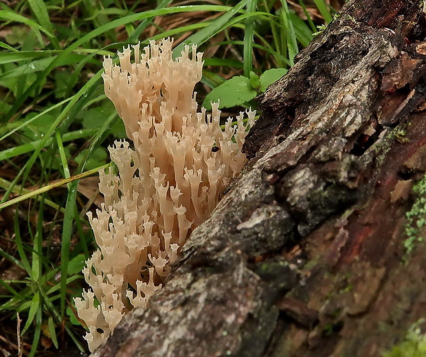 korunovec svietnikovitý Artomyces pyxidatus (Pers.) Jülich