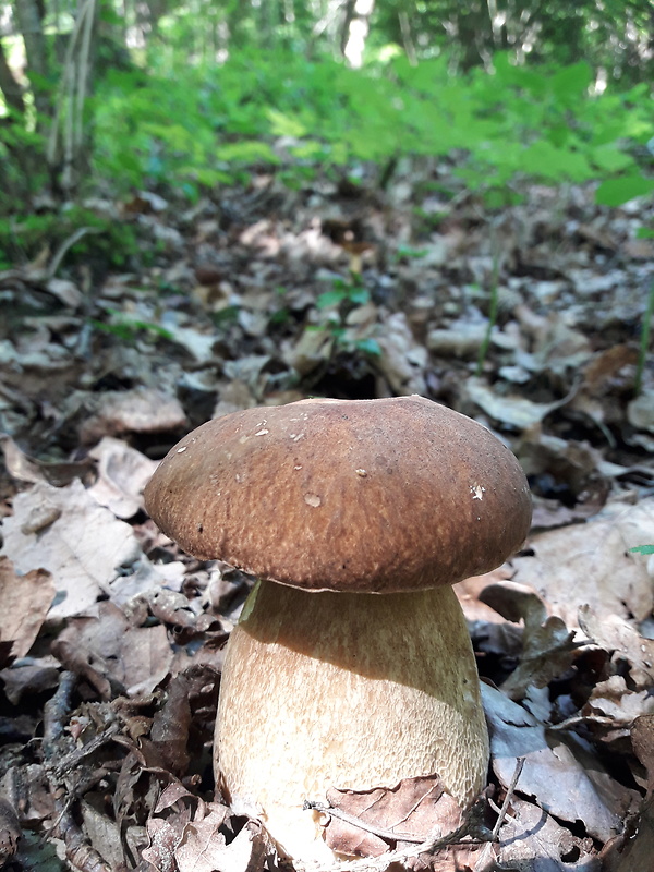 hríb dubový Boletus reticulatus Schaeff.