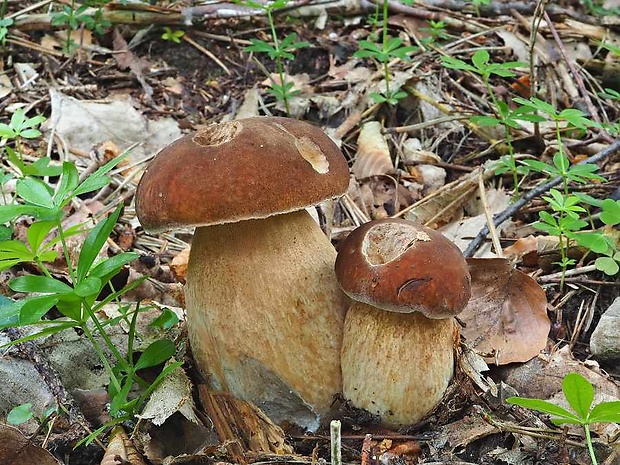 hríb dubový Boletus reticulatus Schaeff.