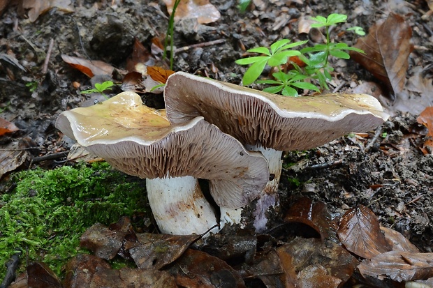 pavučinovec Cortinarius sp.