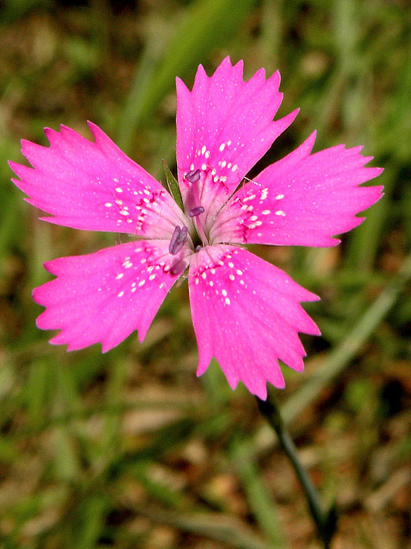 klinček slzičkový Dianthus deltoides L.