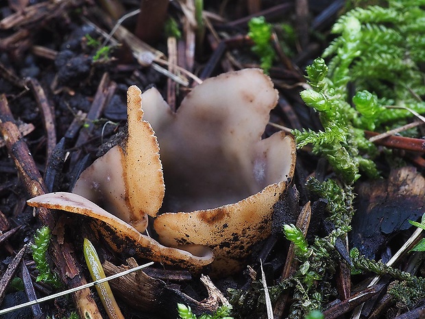 hrobnička Geopora sp.