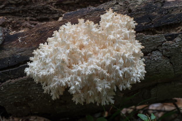 koralovec bukový Hericium coralloides (Scop.) Pers.