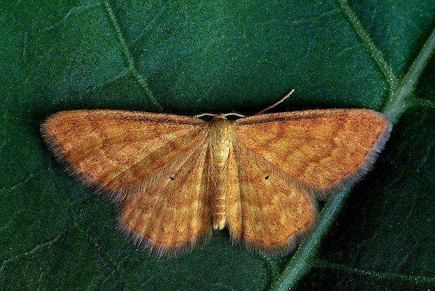 piadica hlinožltá (sk) / žlutokřídlec hlinožlutý (cz) Idaea serpentata Hufnagel, 1767