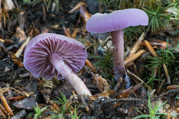 lakovka ametystová Laccaria amethystina (Huds.) Cooke