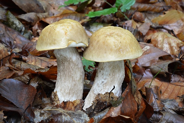 kozák hrabový Leccinum pseudoscabrum (Kallenb.) Šutara