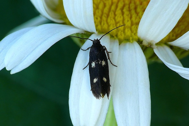 tmavomôľka Müllerova (sk) / smutníček (cz) Parascythris muelleri Mann, 1871