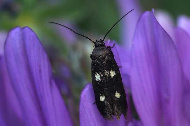 tmavomôľka Müllerova (sk) / smutníček (cz) Parascythris muelleri Mann, 1871