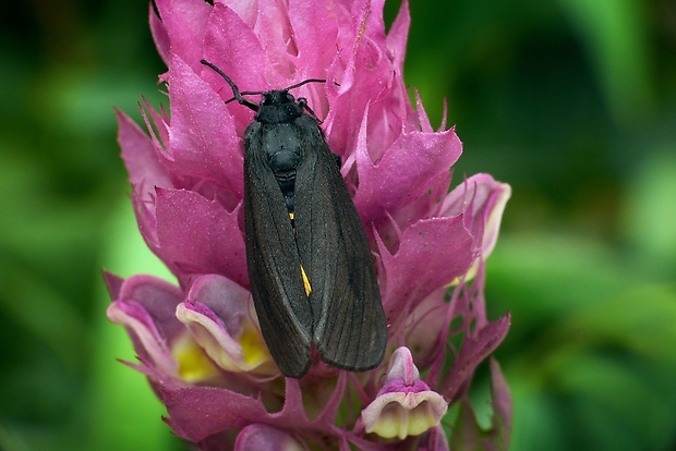 spriadač smútočný (sk) / přástevník smuteční (cz) Phragmatobia luctifera Denis & Schiffermüller, 1775