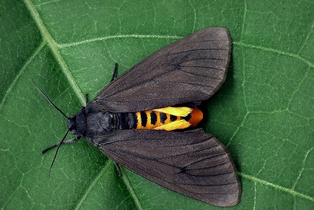 spriadač smútočný (sk) / přástevník smuteční (cz) Phragmatobia luctifera Denis & Schiffermüller, 1775