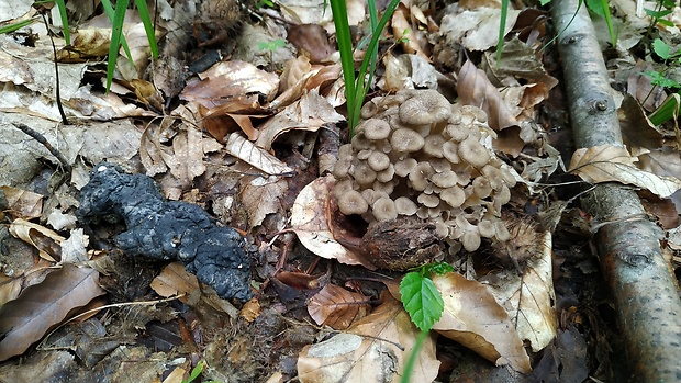 trúdnik klobúčkatý Polyporus umbellatus (Pers.) Fr.