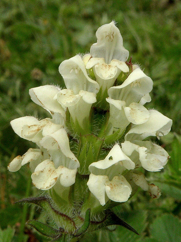 čiernohlávok zastrihovaný Prunella laciniata (L.) L.