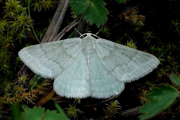 piadivka prútnatcová (sk) / zelenopláštník janovcový (cz) Pseudoterpna pruinata Hufnagel, 1767