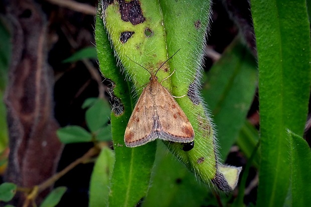 vijačka stepná (sk) / zavíječ (cz) Pyrausta despicata Scopoli, 1763