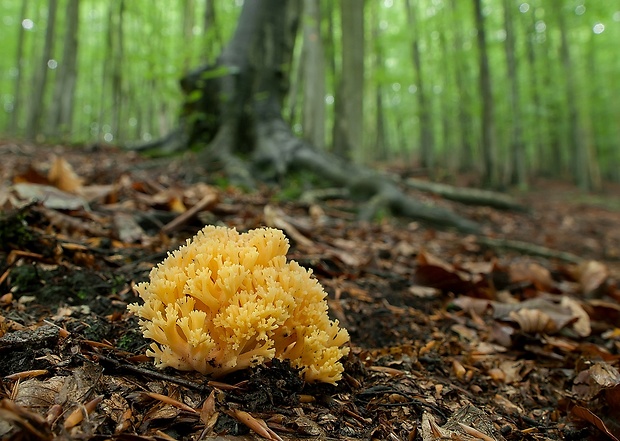 strapačka Ramaria sp.