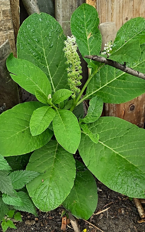 líčidlovka jedlá Sarcoca esculenta (Van Houtte) Skalický