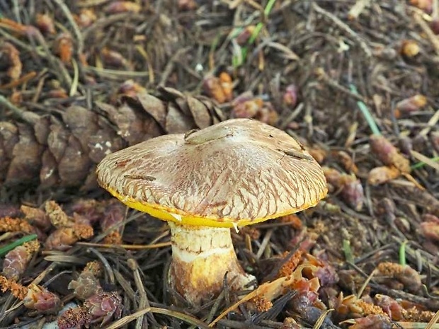 masliak duglaskový Suillus lakei (Murrill) A.H. Sm. & Thiers