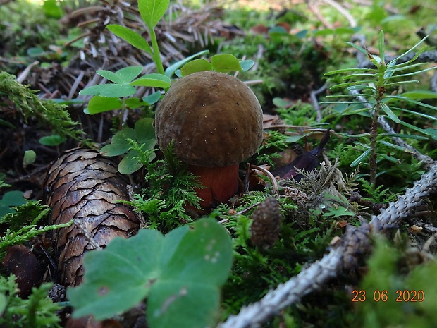 hríb zrnitohlúbikový Sutorius luridiformis (Rostk.) G. Wu & Zhu L. Yang