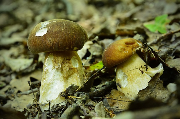 hríb dubový Boletus reticulatus Schaeff.