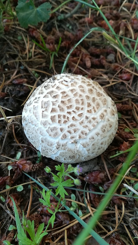 pečiarka smradľavá Agaricus bernardii Quél.