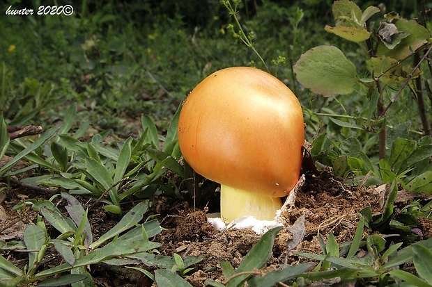 muchotrávka cisárska Amanita caesarea (Scop.) Pers.