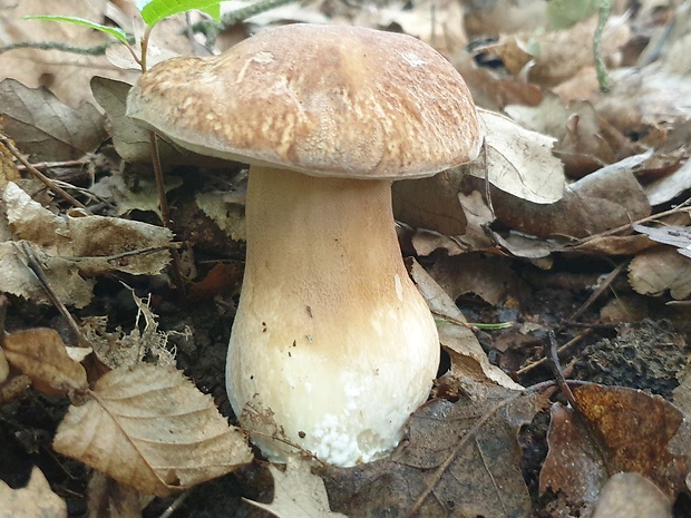 hríb dubový Boletus reticulatus Schaeff.