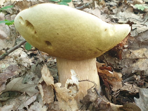 hríb dubový Boletus reticulatus Schaeff.