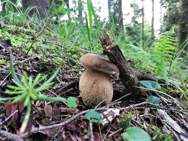 hríb Boletus sp.