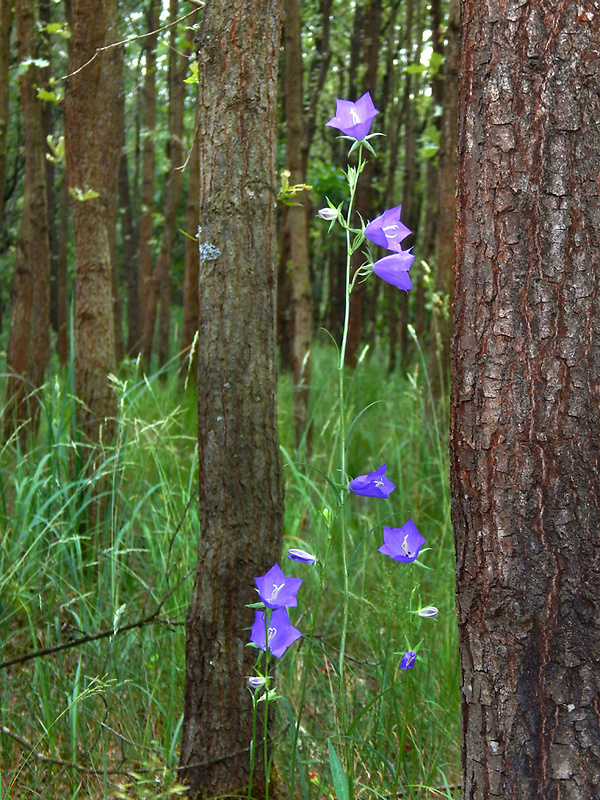 zvonček broskyňolistý Campanula persicifolia L.