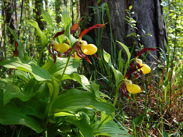 črievičník papučkový Cypripedium calceolus L.