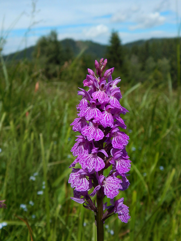 vstavačovec fuchsov pravý Dactylorhiza fuchsii subsp. fuchsii (Druce) Soó