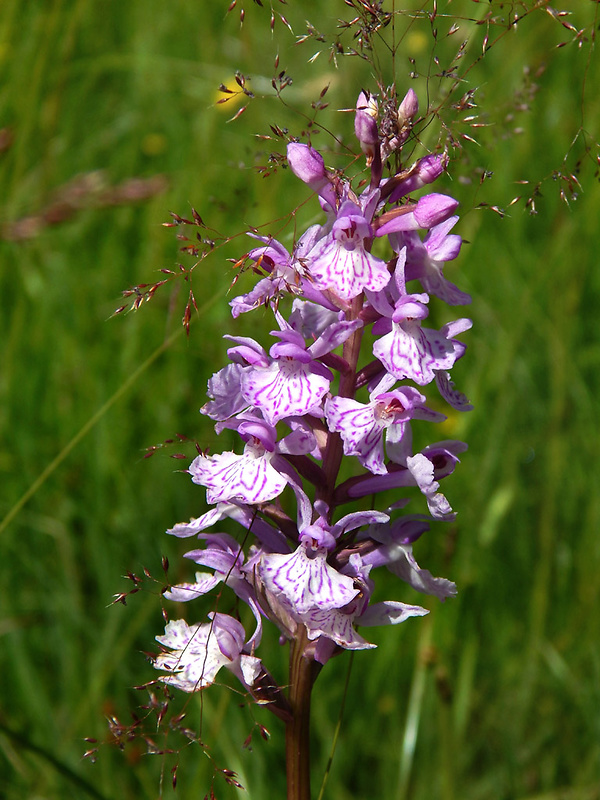 vstavačovec fuchsov pravý Dactylorhiza fuchsii subsp. fuchsii (Druce) Soó