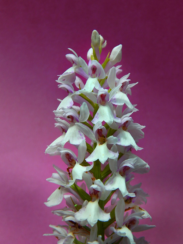 vstavačovec fuchsov pravý Dactylorhiza fuchsii subsp. fuchsii (Druce) Soó