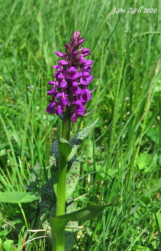 vstavačovec májový pravý Dactylorhiza majalis subsp. majalis (Reincherb.) Hunt & Summerh.