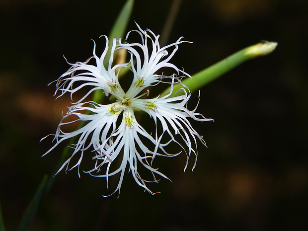 klinček pyšný pravý Dianthus superbus subsp. superbus