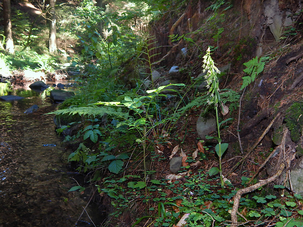 kruštík greuterov Epipactis greuteri H. Baumann et Künkele