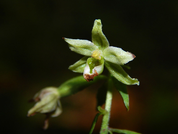 kruštík greuterov Epipactis greuteri H. Baumann et Künkele