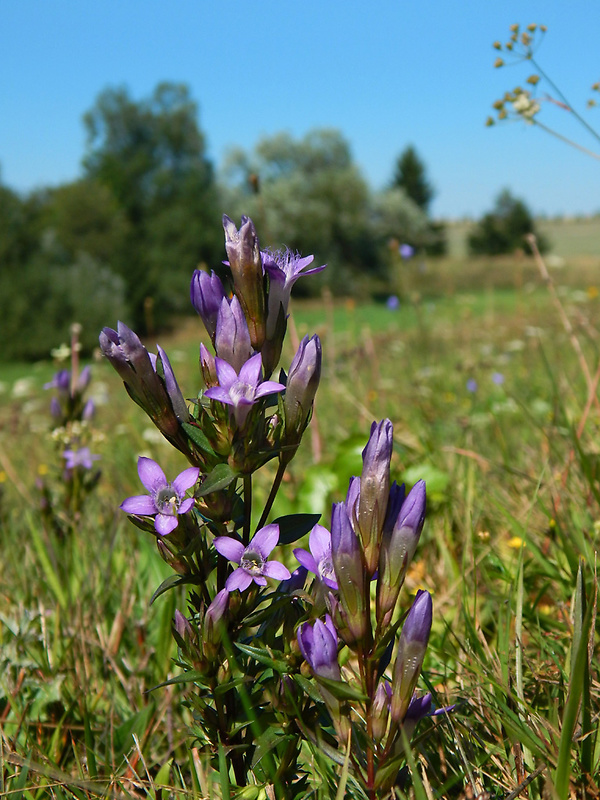 horček včasný český Gentianella praecox subsp. bohemica (Skalický) Holub