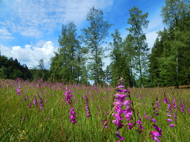 mečík škridlicovitý Gladiolus imbricatus L.