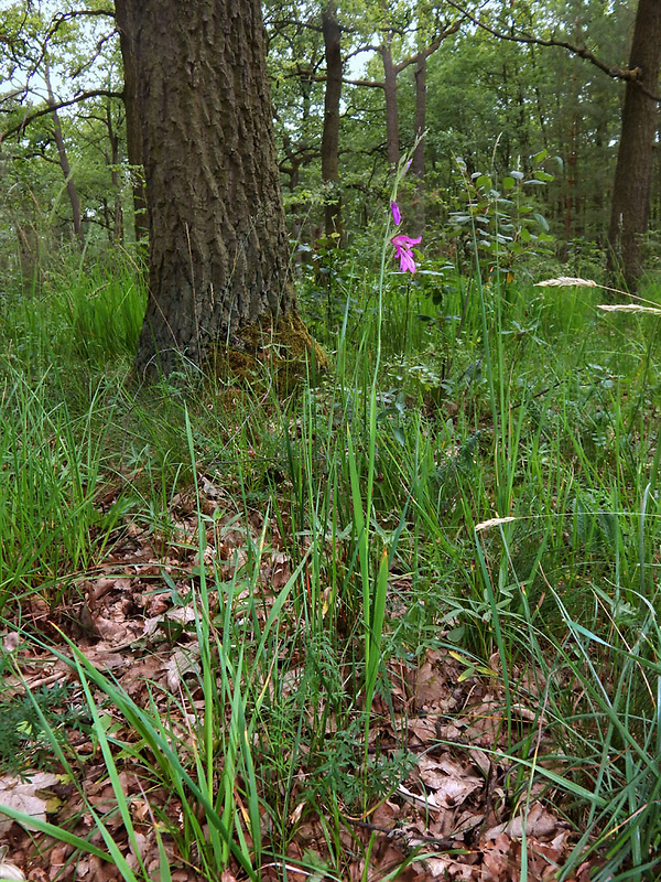 mečík močiarny Gladiolus palustris Gaudin