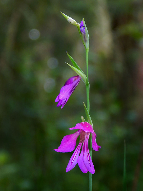 mečík močiarny Gladiolus palustris Gaudin