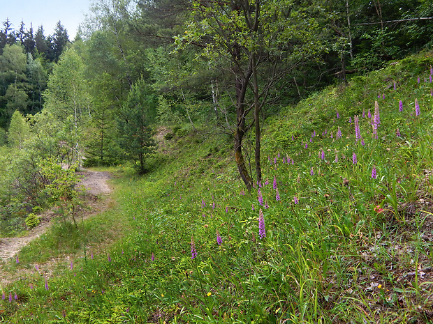 päťprstnica hustokvetá Gymnadenia densiflora (Wahlenb.) A. Dietr.