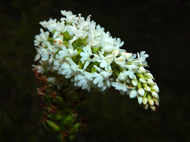 päťprstnica hustokvetá Gymnadenia densiflora (Wahlenb.) A. Dietr.