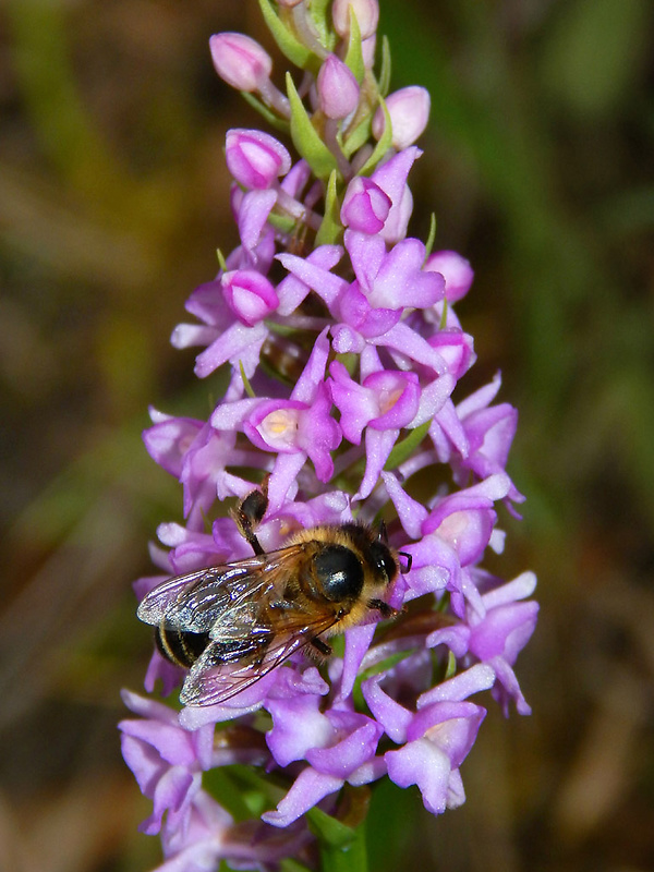 päťprstnica hustokvetá Gymnadenia densiflora (Wahlenb.) A. Dietr.