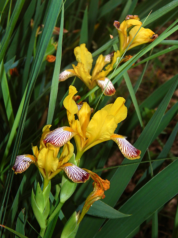 kosatec dvojfarebný Iris variegata L.