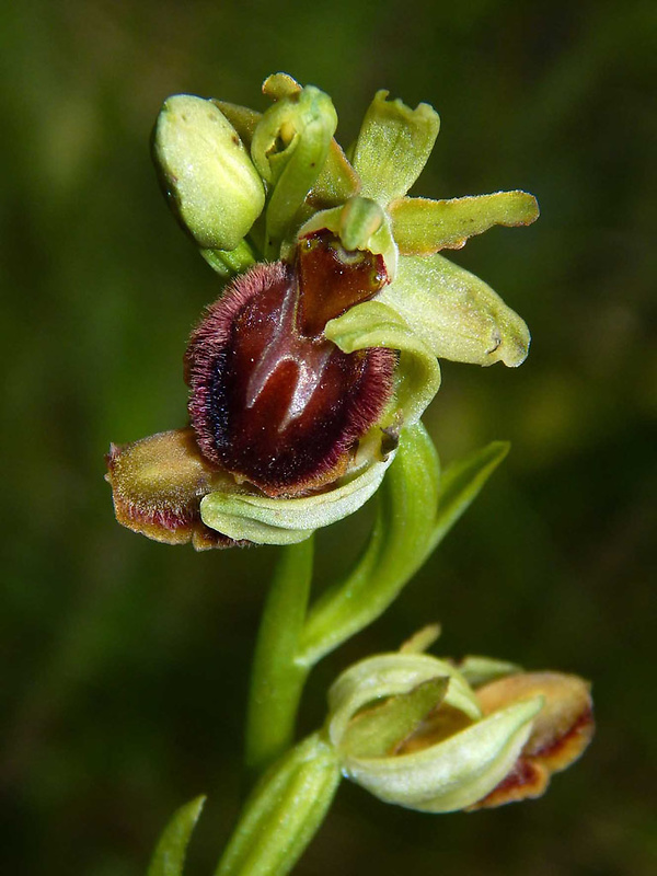 hmyzovník pavúkovitý Ophrys sphegodes Mill.