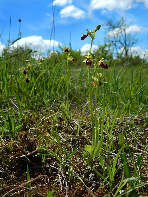 hmyzovník pavúkovitý Ophrys sphegodes Mill.