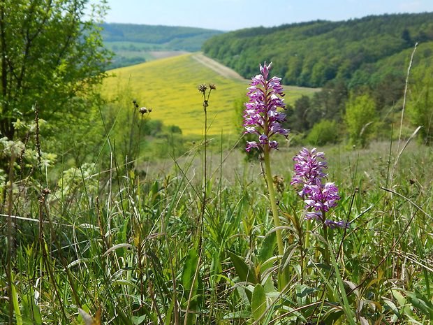 vstavač vojenský Orchis militaris L.