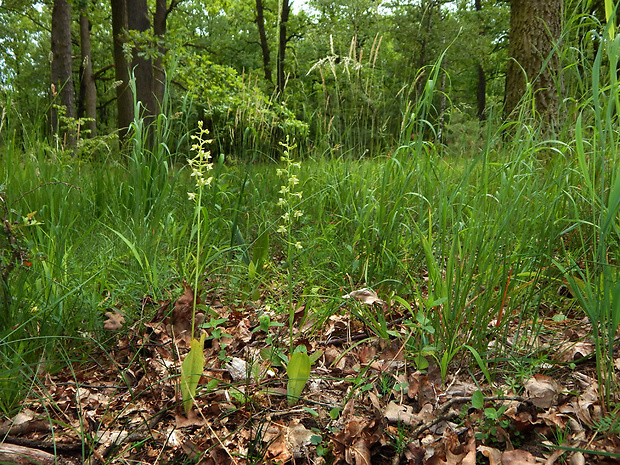 vemenník zelenkastý Platanthera chlorantha (Custer) Reinchenb.